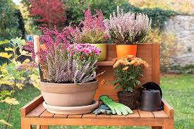 I have provided a printable list for you to choose seeds for your garden. A Guide To Autumn Urban Gardening Dig Mouth