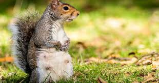 Life Cycle Of A Squirrel It Takes About 40 To 44 Days For The Gestation Period Of Female Squirrels With One To Nine Ba Squirrel Life Cycles Squirrel Predators