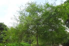 Image result for Phyllanthus engleri