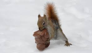 Most people think that squirrels only eat nuts and seeds, but that's not the case. Can Squirrels Eat Chocolate Feeding Wildlife Guide For 2021