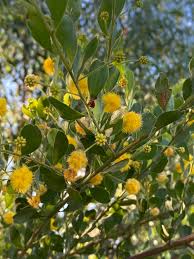 Image result for Acacia montigena