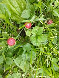 Image result for Duchesnea indica