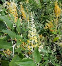 Image result for Buddleja madagascariensis