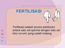 Cnidaria memiliki rongga gastrovaskuler, organ ini merupakan saluran sekaligus sistem pencernaan bagi cnidaria dimana sisa pencernaannya akan dibuang … dari rongga gastrovaskuler melalui. Sistem Reproduksi Manusia Indikator 1 Mendeskripsikan Organ Reproduksi