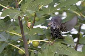 How to keep birds out of apple trees. Fruit Tree Bird Protection How To Keep Birds Off Your Fruit Trees