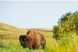 Km) and a population of around 1 million, mostly living in the southern half of the province. Kanadisches Saskatchewan Seen Prarien Wilde Natur Urlaubsguru