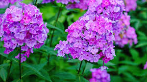 Shop & save on our perennial flower plants today! Best Landscape Flowers For Tennessee Family Plot Youtube