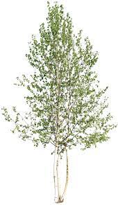 Www Charlie Bruzzese Com Wordpress Wp Content Uploads 2016 05 Deciduous 18 Png Tree Photoshop Landscape Architecture Graphics Garden Illustration