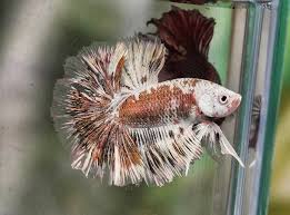 Copper Marble Betta I Want This Fish Betta Betta Fish Betta Fish Tank