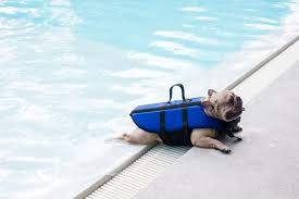 This cartoon shark life vest is. Can French Bulldogs Swim Here S What You Should Know Weefrenchie