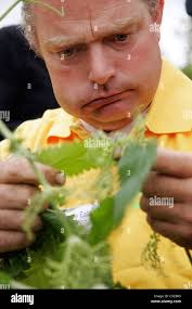 Annual world stinging nettle eating hi-res stock photography and images