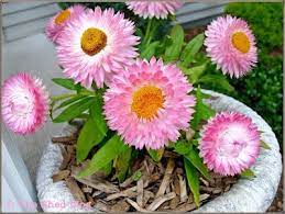 Strawflowers Long Blooming Drought Tolerant Flowers The Shed Blog Bloom Where You Are Planted Bloom Plants