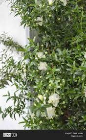 While their small stature may make them difficult to tell apart, their potential to cause the white flys are on my flower plants they will kill my plants. Small Beautiful White Image Photo Free Trial Bigstock