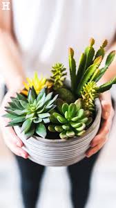 Shop The Look Nature Living Mobel Hoffner In 2020 Sukkulenten Nature Living Kunstliche Pflanzen