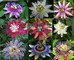 Pin On Flowers