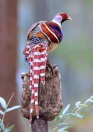 Bird With Big Feathers On Tail Elliot S Pheasant Syrmaticus Ellioti Is A Large Forest Pheasant With Bare Red Facial Skin And Red And White Barred Tail Fe Birds Beautiful Birds Nature Birds
