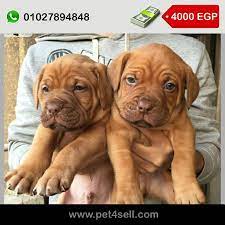 45 days french mastiff for sale cairo pet4sell french mastiff mastiff for sale mastiffs