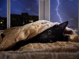 Kitten Hiding Under The Blanket Cat Parenting Cats Summer Safety