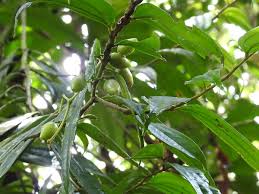 Image result for Anisophyllea boehmii