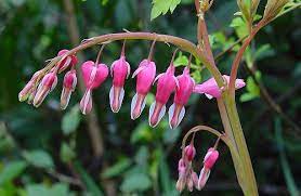 Bleeding Heart Toxic Plant Of The Week The Equinest Bleeding Heart Poisonous Plants Plants