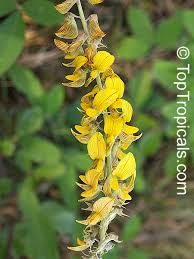 Image result for Crotalaria valida