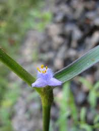 Image result for Cyanotis axillaris