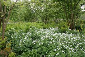 Don't want to deal with mowing it every week either. Woodland Inspired Ground Cover Plants For Semi Shade Bestall Co