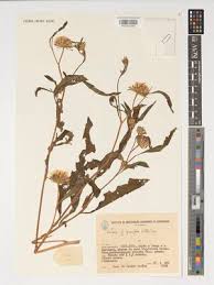 Image result for Vernonia galamensis