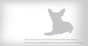 Image result for malý modrý gaskoňský honič