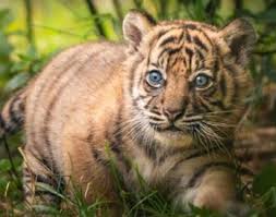 Ada baiknya jika anda fokus pada pekerjaan anda saat ini untuk bisa cepat menyelesaikannya. 13 Arti Mimpi Lihat Orang Memberi Makan Harimau Menurut Islam Dan Primbon Jawa Lepank