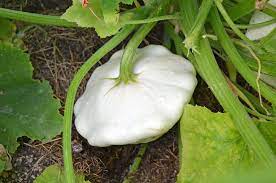 More than 300 varieties of peaches are grown in north america alone. White Squash Pale In Color But Bursting With Flavor