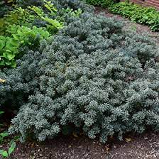 Check spelling or type a new query. Carol Mackie Daphne Daphne X Burkwoodii Carol Mackie In Burlington Waterdown Dundas Ontario Ontario On At Connon Nurseries