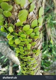 Image result for Pyrrosia