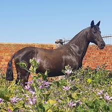 Image result for tbn:tVj6rqcH-AQR9M::www.pregonagropecuario.com.ar/images/caballo_overo.jpg