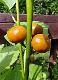 Image result for Solanum aethiopicum