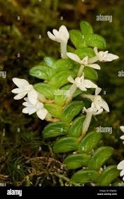 Image result for Angraecum distichum
