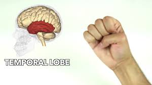 Anatomy is a chapter in the book, neurology, containing the following 54 pages: How To Learn Major Parts Of The Brain Quickly Youtube