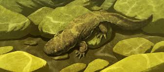 Image result for Dinebra caudata