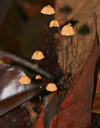 Image result for Marasmius sp.