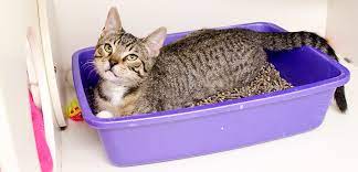 Litter Box Problems Aspca