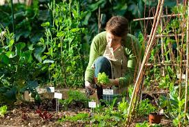 Start your own veggie patch. 5 Steps To Starting A Veggie Patch From Scratch