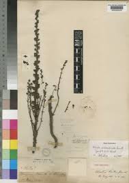 Image result for Alectra orobanchoides