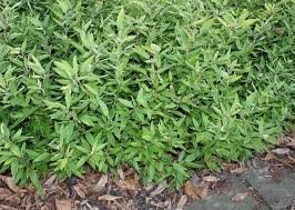 Image result for Shibataea kumasasa