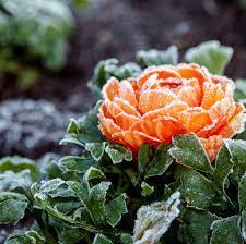 Plant hellebore, also known as lenten rose, for distinctive flowers and foliage in winter and early spring. 12 Best Winter Flowers Plants That Bloom In The Winter