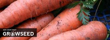 Maybe you would like to learn more about one of these? Best Vegetables To Grow Indoors Under Lights Growseed Blog