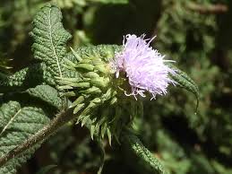 Image result for Vernonia galamensis