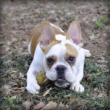 French And English Bulldog Mix Cute Animals French Bulldog Mix English Bulldog
