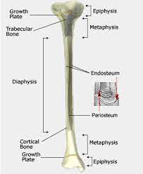 The metaphysis is the area in which the shaft of the bone joins the epiphyseal growth plate. Long Bone Cross Section Labeled 6 3c Microscopic Anatomy Of Bone Medicine Libretexts Epiphysis Epiphyseal Plate Cartilage Diaphysis Lifeart Collection Images Copyright C Vagani Blogs