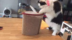 Cat Falling Gif Jungle Funny Animal Pictures Funny Animals Funny Dog Memes