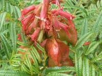 Image result for Dyschoriste transvaalensis